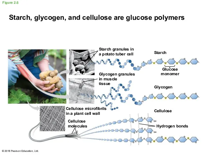 Figure 2.6 © 2016 Pearson Education, Ltd. Starch, glycogen, and cellulose are glucose polymers