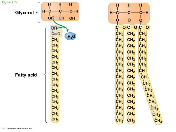 Figure 2.7a Glycerol Fatty acid H2O © 2016 Pearson Education, Ltd.