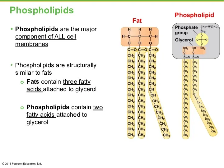 Phospholipids Phospholipids are the major component of ALL cell membranes