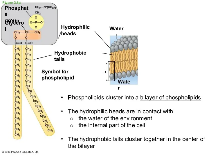 Figure 2.8a © 2016 Pearson Education, Ltd. Phospholipids cluster into