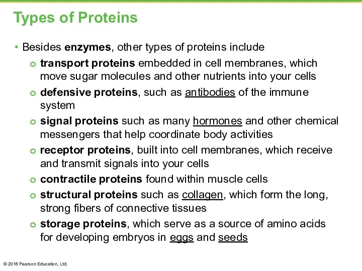 Types of Proteins Besides enzymes, other types of proteins include