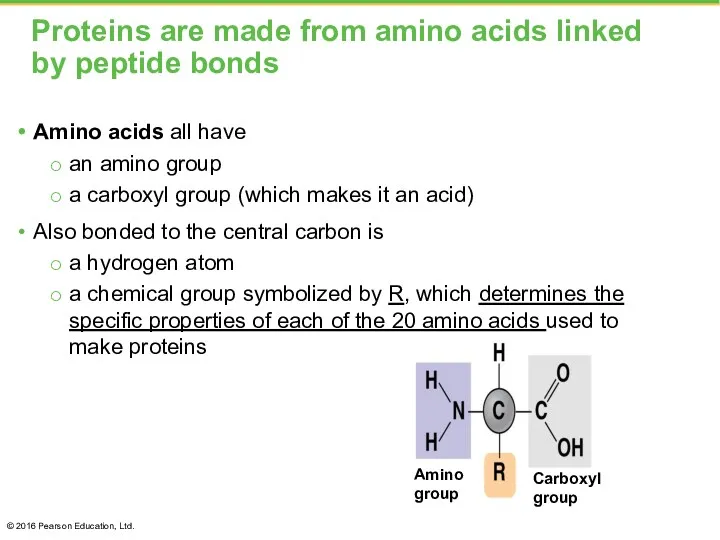 Proteins are made from amino acids linked by peptide bonds