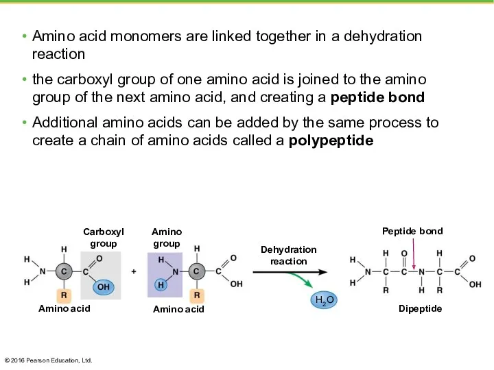 Amino acid monomers are linked together in a dehydration reaction