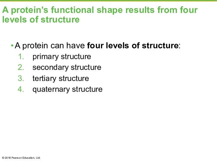 A protein’s functional shape results from four levels of structure