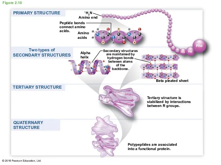 Figure 2.10 Amino acids +H3N Amino end Peptide bonds connect