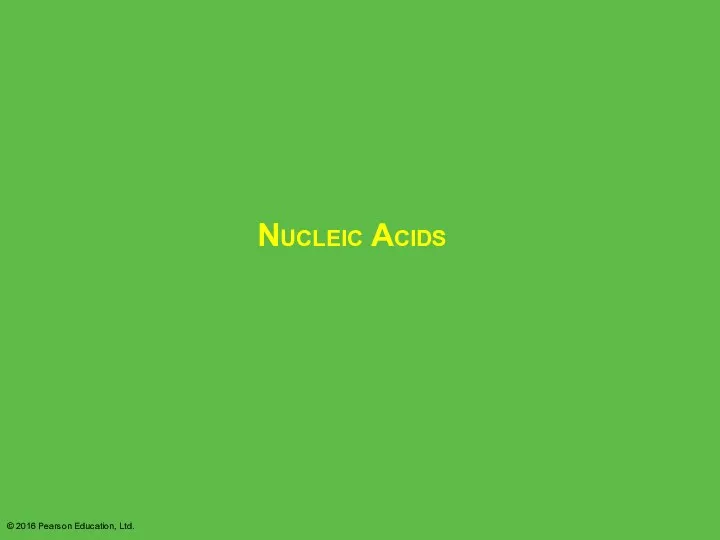 Nucleic Acids © 2016 Pearson Education, Ltd.
