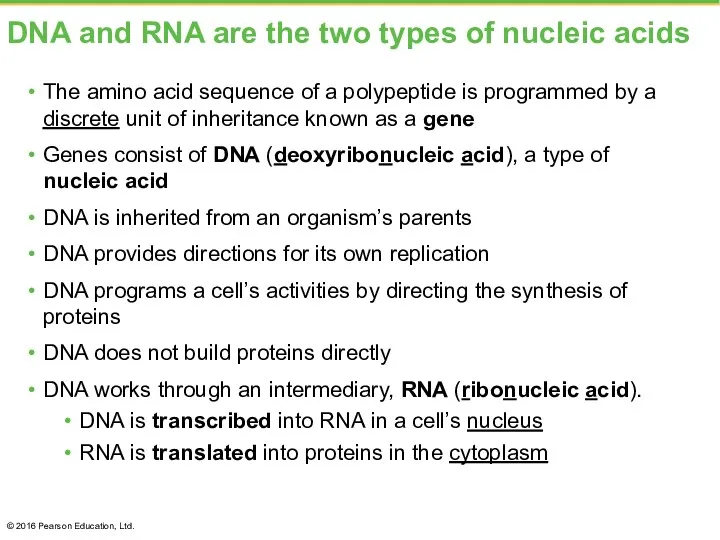 DNA and RNA are the two types of nucleic acids