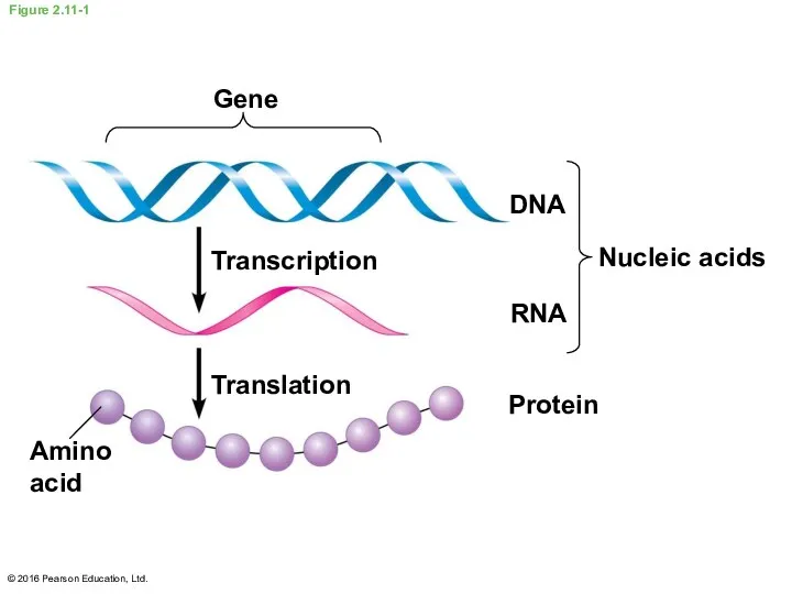 Figure 2.11-1 Gene Transcription Translation Amino acid DNA RNA Protein