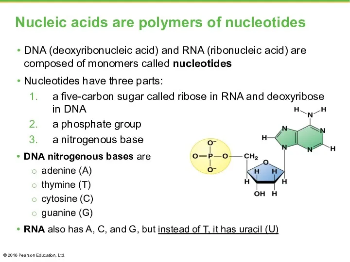Nucleic acids are polymers of nucleotides DNA (deoxyribonucleic acid) and