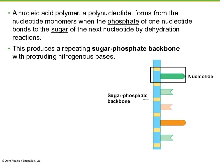 A nucleic acid polymer, a polynucleotide, forms from the nucleotide