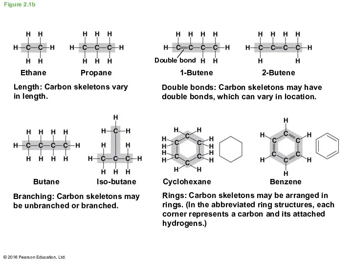 Figure 2.1b Butane Length: Carbon skeletons vary in length. Propane