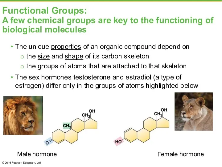 Functional Groups: A few chemical groups are key to the