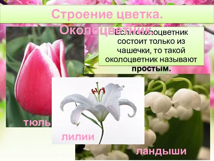 Если околоцветник состоит только из чашечки, то такой околоцветник называют простым. Строение цветка. Околоцветник.