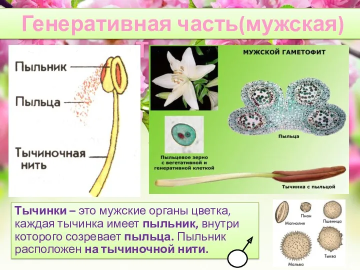 Генеративная часть(мужская)Тычинка Тычинки – это мужские органы цветка, каждая тычинка