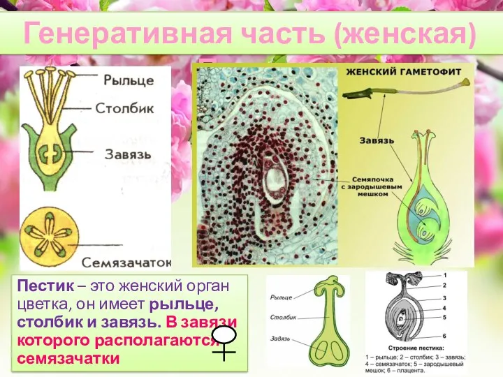 Генеративная часть (женская) Пестик Пестик – это женский орган цветка,