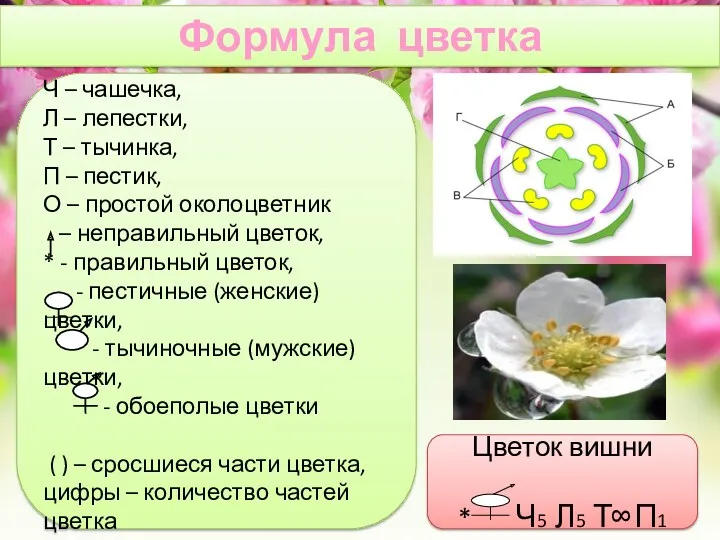 Формула цветка