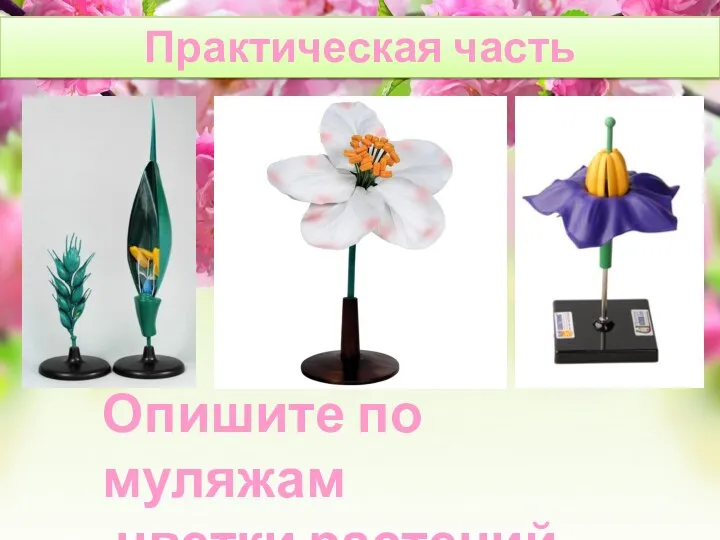 Практическая часть Опишите по муляжам цветки растений