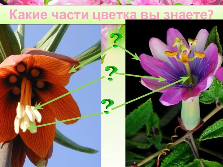 Какие части цветка вы знаете?