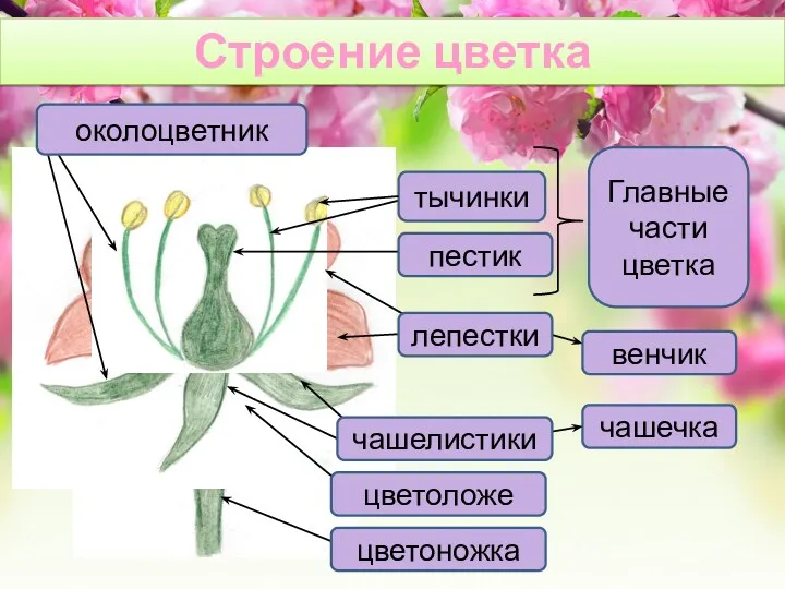 Строение цветка
