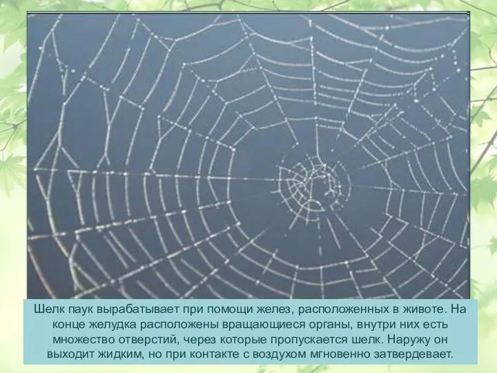 Шелк паук вырабатывает при помощи желез, расположенных в животе. На