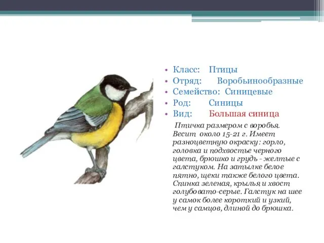 Класс: Птицы Отряд: Воробьинообразные Семейство: Синицевые Род: Синицы Вид: Большая синица Птичка размером