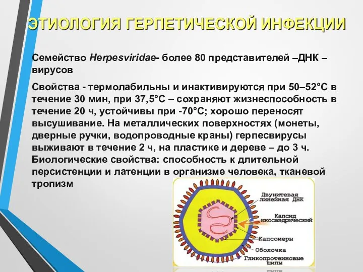 Семейство Herpesviridae- более 80 представителей –ДНК –вирусов Свойства - термолабильны