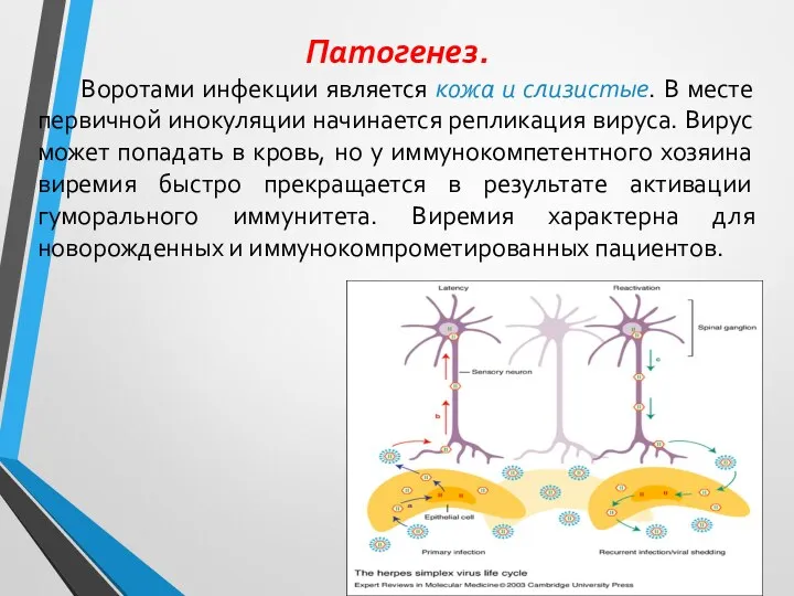 Патогенез. Воротами инфекции является кожа и слизистые. В месте первичной