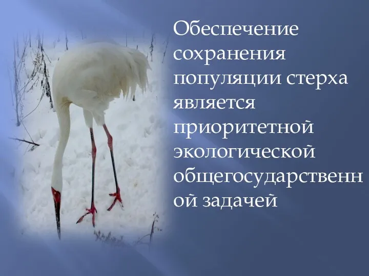 Обеспечение сохранения популяции стерха является приоритетной экологической общегосударственной задачей