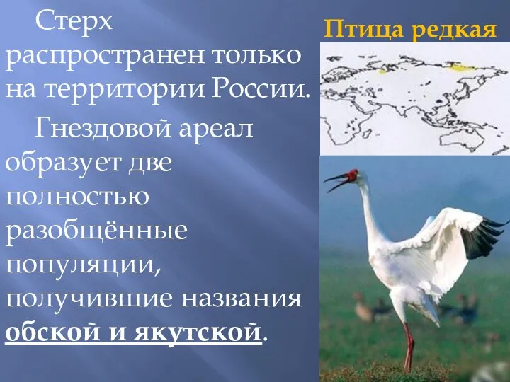 Птица редкая Стерх распространен только на территории России. Гнездовой ареал