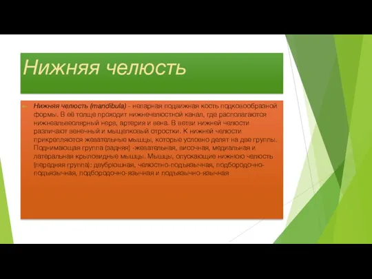 Нижняя челюсть Нижняя челюсть (mandibula) - непарная подвижная кость подковообразной