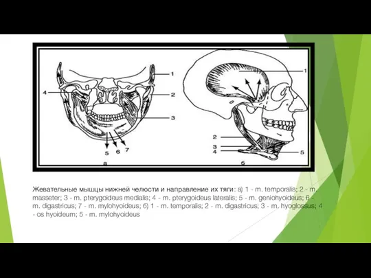 Жевательные мышцы нижней челюсти и направление их тяги: а) 1