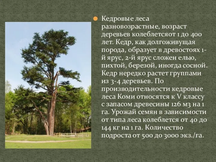 Кедровые леса разновозрастные, возраст деревьев колеблетсяот 1 до 400 лет. Кедр, как долгоживущая