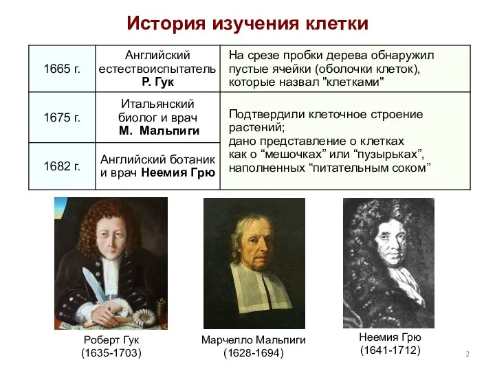 Роберт Гук (1635-1703) История изучения клетки Марчелло Мальпиги (1628-1694) Неемия Грю (1641-1712)