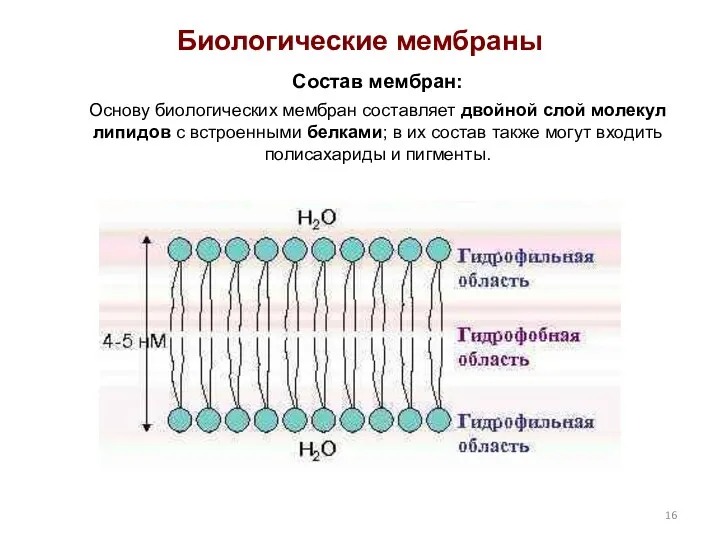 Биологические мембраны Состав мембран: Основу биологических мембран составляет двойной слой молекул липидов с
