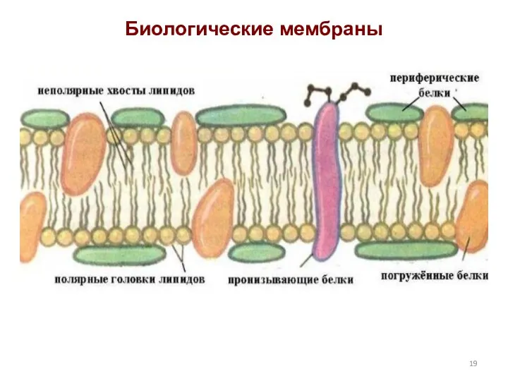 Биологические мембраны