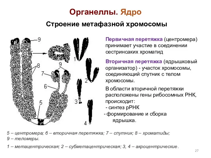 Органеллы. Ядро Строение метафазной хромосомы 5 – центромера; 6 – вторичная перетяжка; 7
