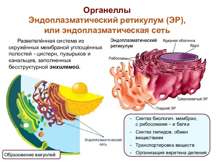Органеллы Эндоплазматический ретикулум (ЭР), или эндоплазматическая сеть Синтез биологич. мембран, с рибосомами –
