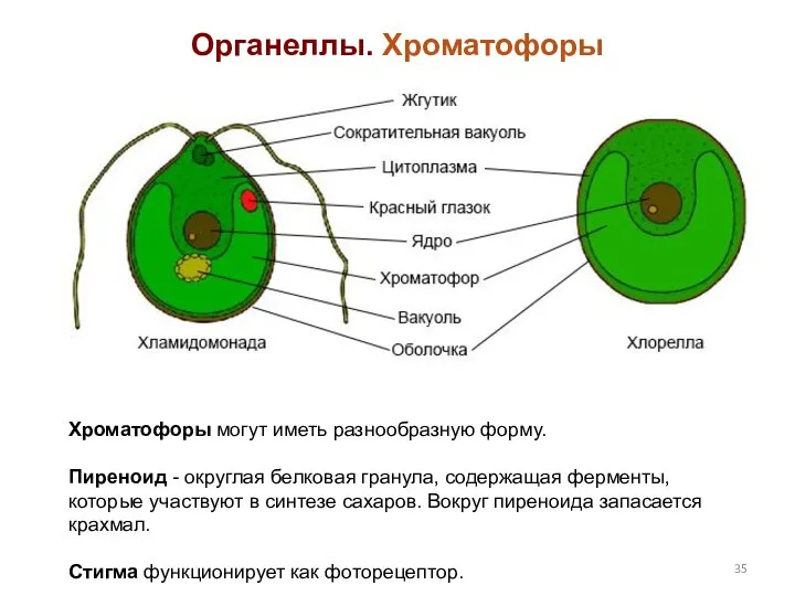 Органеллы. Хроматофоры Хроматофоры могут иметь разнообразную форму. Пиреноид - округлая белковая гранула, содержащая