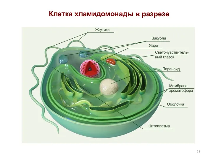 Клетка хламидомонады в разрезе