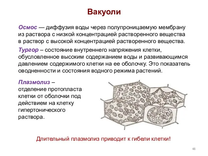 Осмос — диффузия воды через полупроницаемую мембрану из раствора с низкой концентрацией растворенного