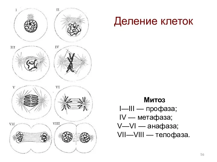 Митоз I—III — профаза; IV — метафаза; V—VI — анафаза; VII—VIII — телофаза. Деление клеток
