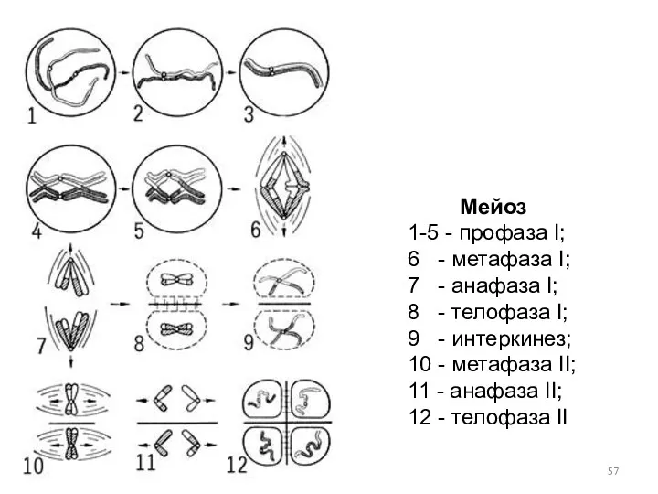 Мейоз 1-5 - профаза I; 6 - метафаза I; 7 - анафаза I;