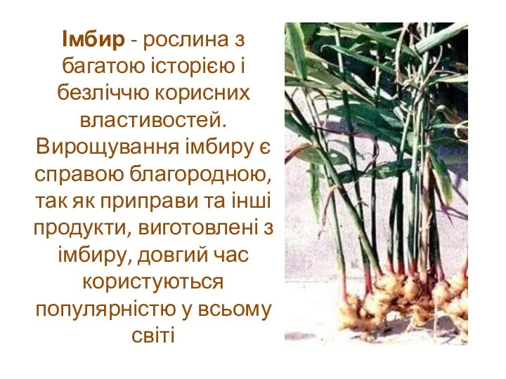 Імбир - рослина з багатою історією і безліччю корисних властивостей.