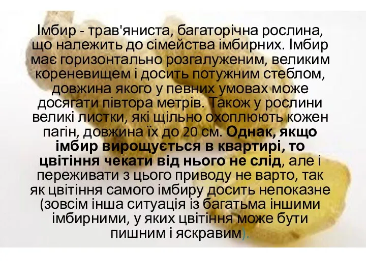 Імбир - трав'яниста, багаторічна рослина, що належить до сімейства імбирних.