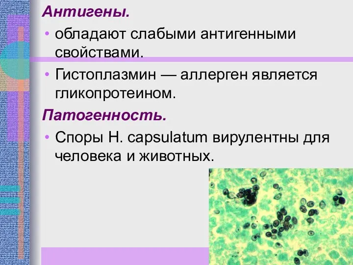 Антигены. обладают слабыми антигенными свойствами. Гистоплазмин — аллерген является гликопротеином.