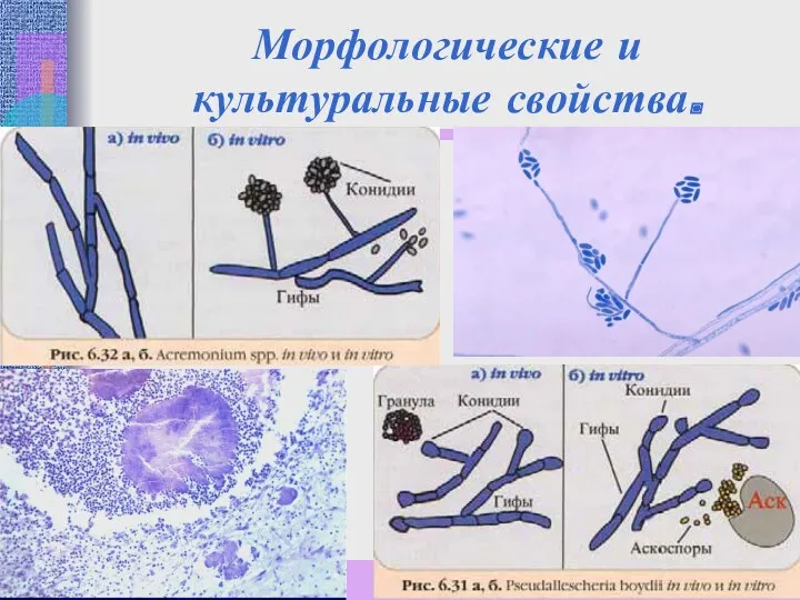 Морфологические и культуральные свойства.