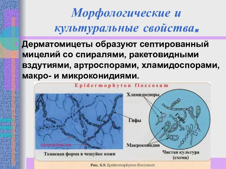 Морфологические и культуральные свойства. Дерматомицеты образуют септированный мицелий со спиралями,