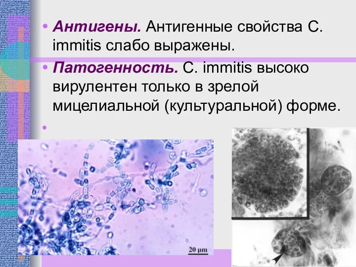 Антигены. Антигенные свойства С. immitis слабо выражены. Патогенность. С. immitis