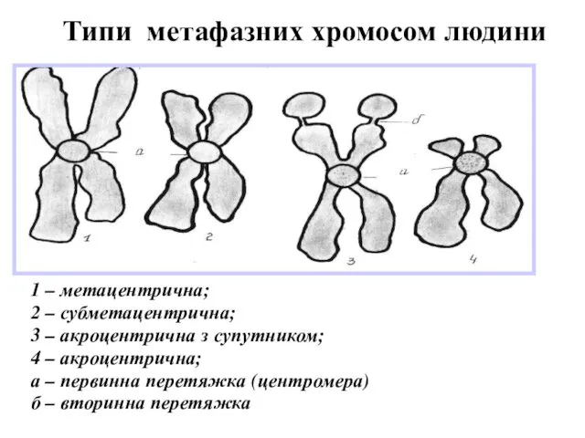 Типи метафазних хромосом людини 1 – метацентрична; 2 – субметацентрична;