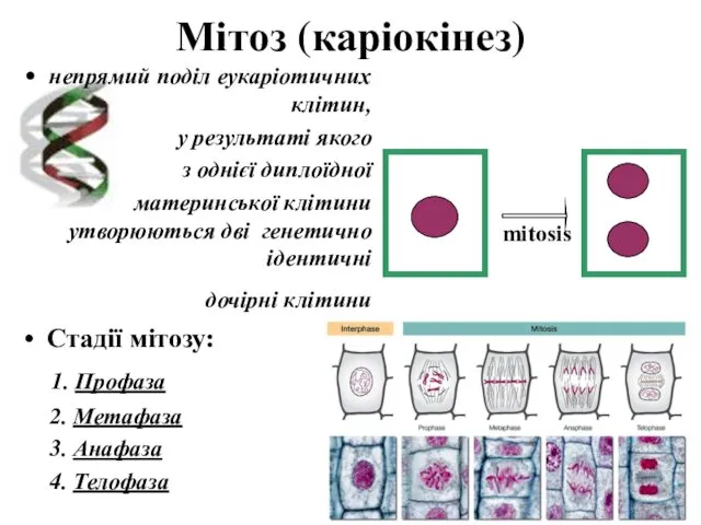 Мітоз (каріокінез) непрямий поділ еукаріотичних клітин, у результаті якого з